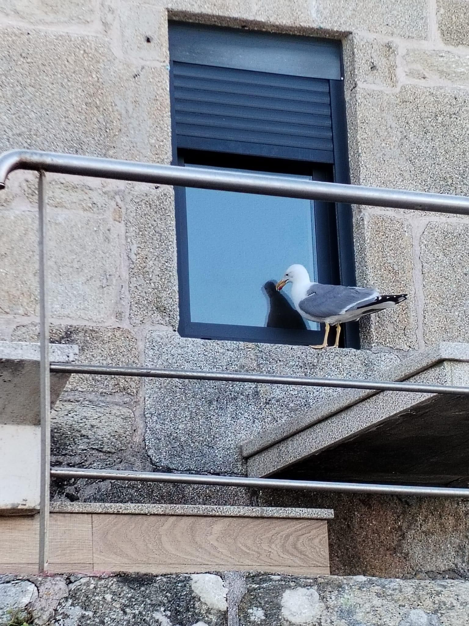 Una gaviota "atrapada" por su reflejo
