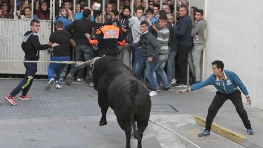 El Bou en Corda cierra con 32 atenciones sanitarias leves y 40.000 participantes