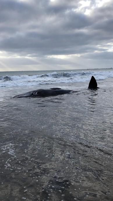 Un cachalote aparece muerto en la playa de Melenara