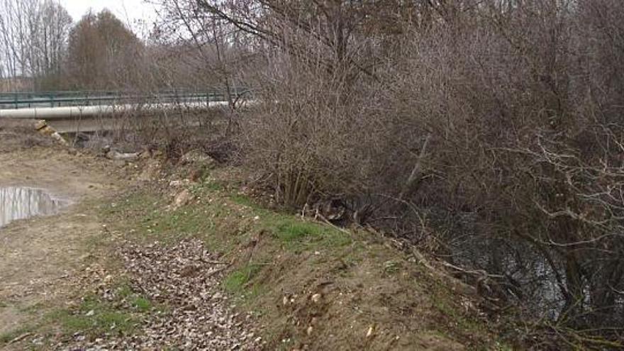 Aspecto del Castrón tras la limpieza efectuada por la Confederación Hidrográfica del Duero.