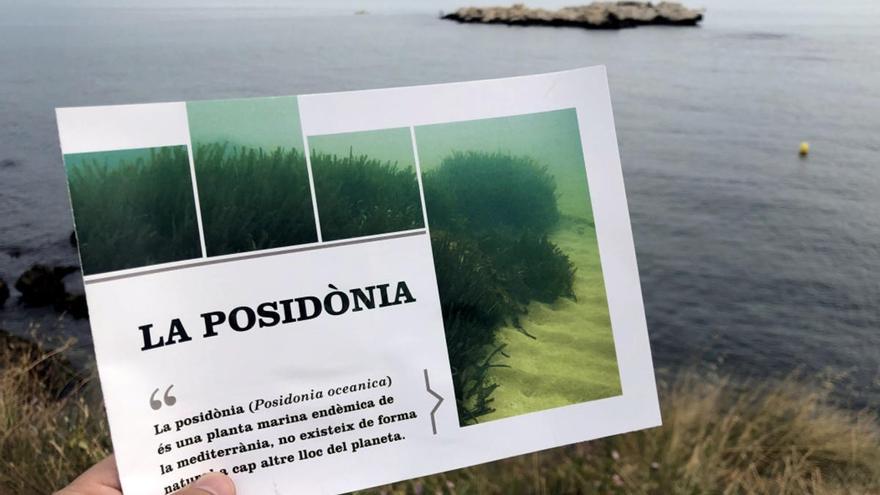 L&#039;Escala crea un camp de boies per protegir la praderia de posidònia