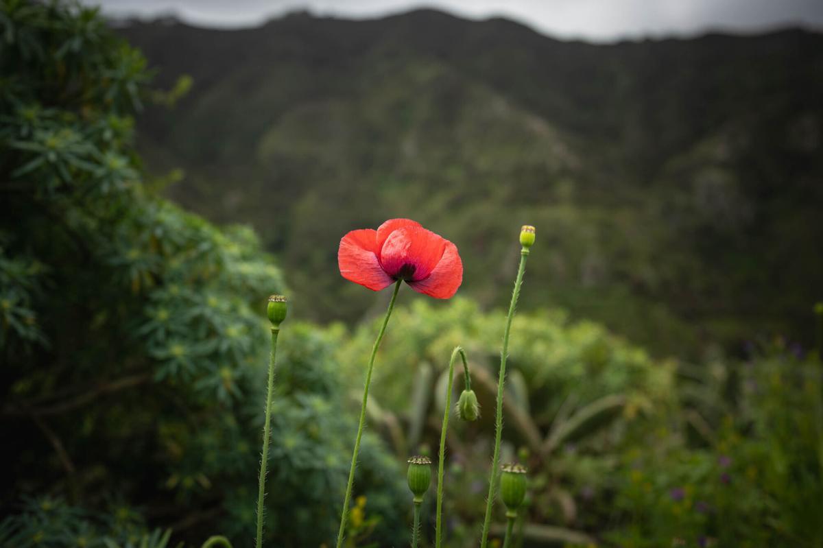 Tenerife vaciada: Bejía, en La Laguna