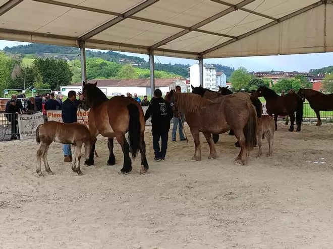 Concurso exposición del caballo en Cangas de Onís