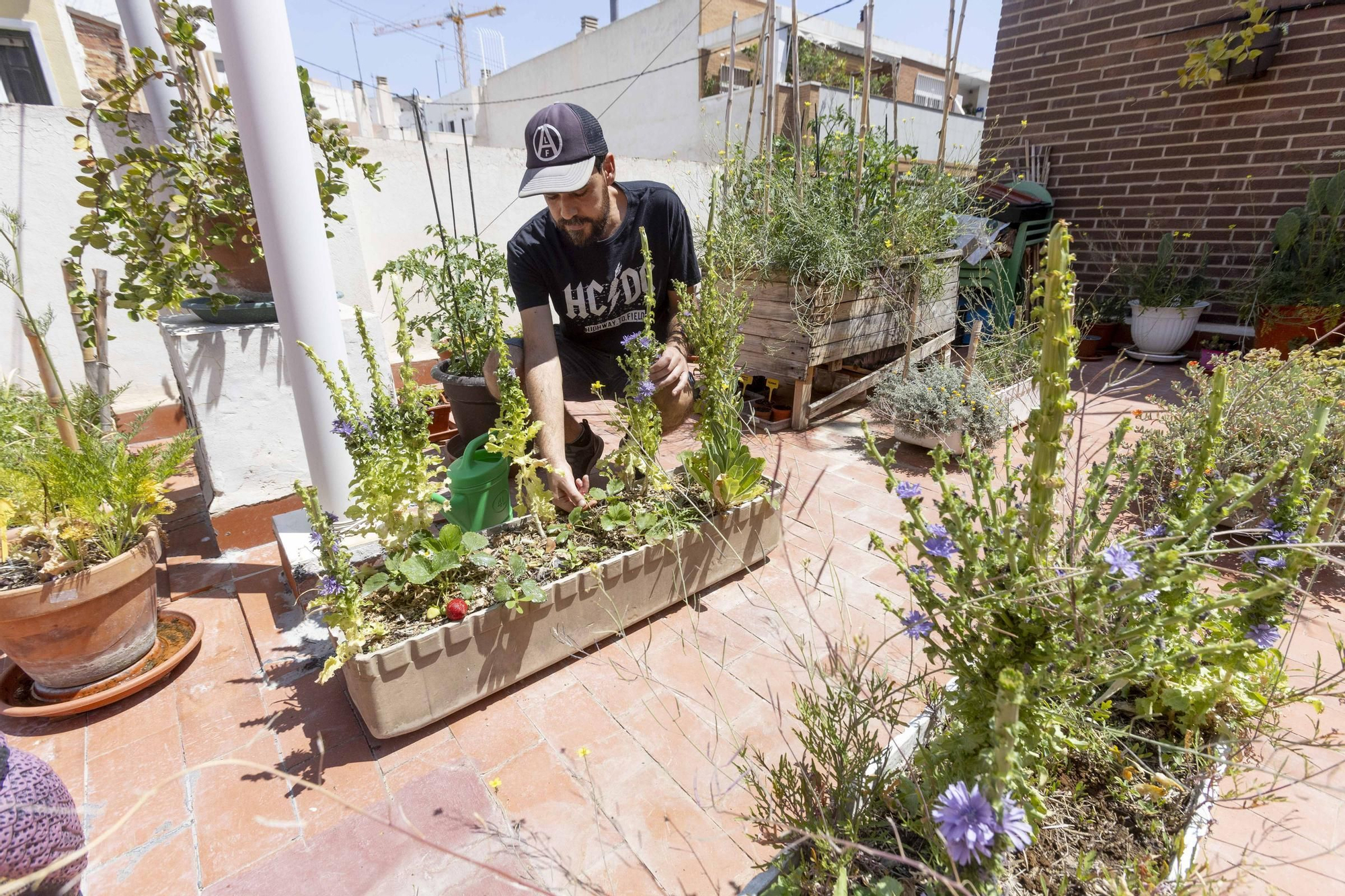 Los huertos en balcones y terrazas son ya una tendencia al alza en la provincia de Alicante