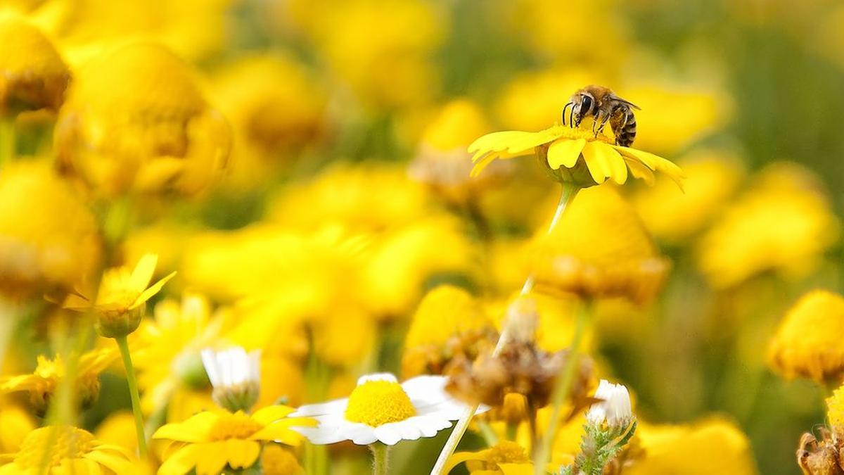 Una abeja polinizadora.