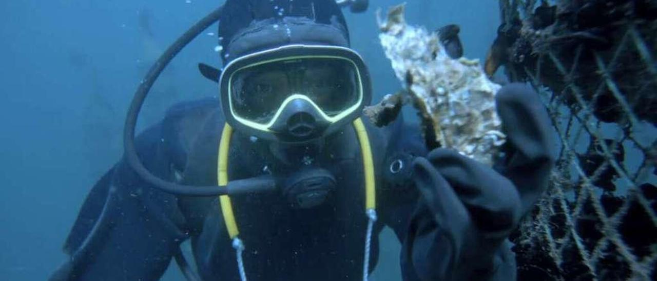 Un buzo de Zoneco Group en la isla de Zhangzi, en la Bahía de Dalian. // Zoneco