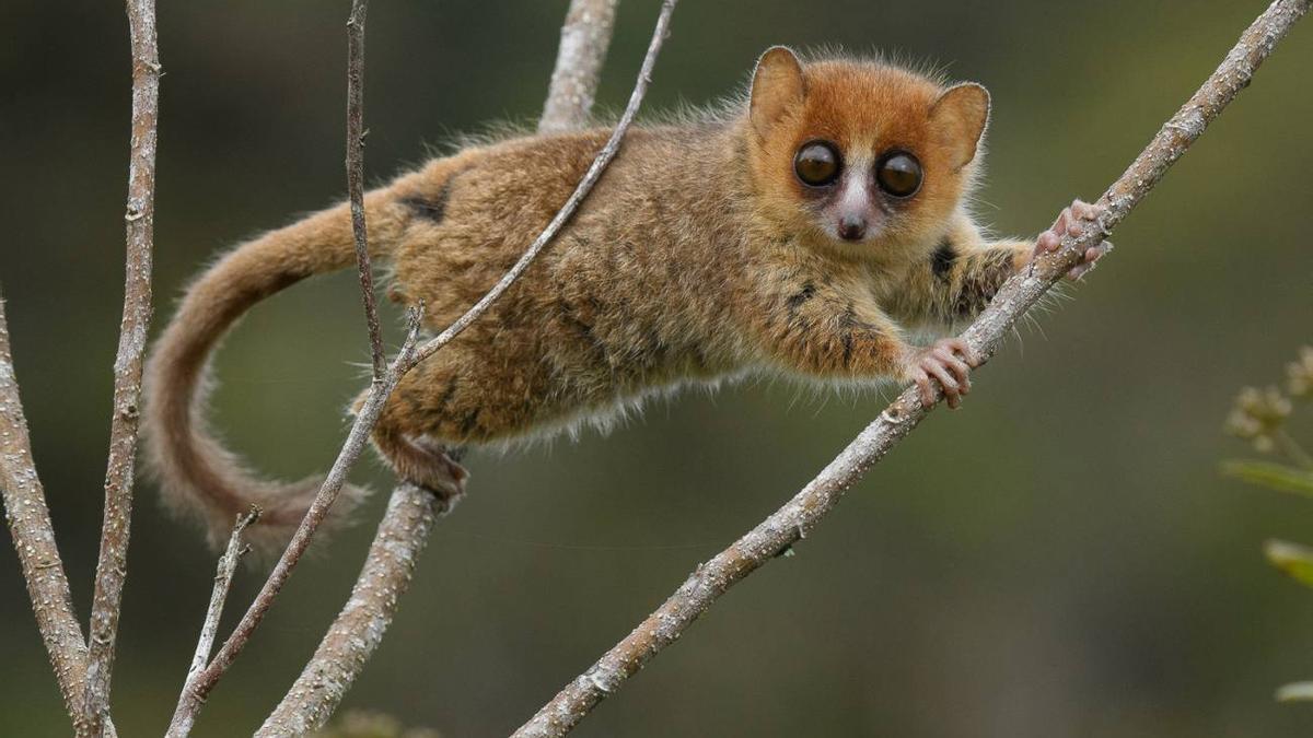 Un lémur ratón rojizo, especie de Madagascar en peligro de extinción