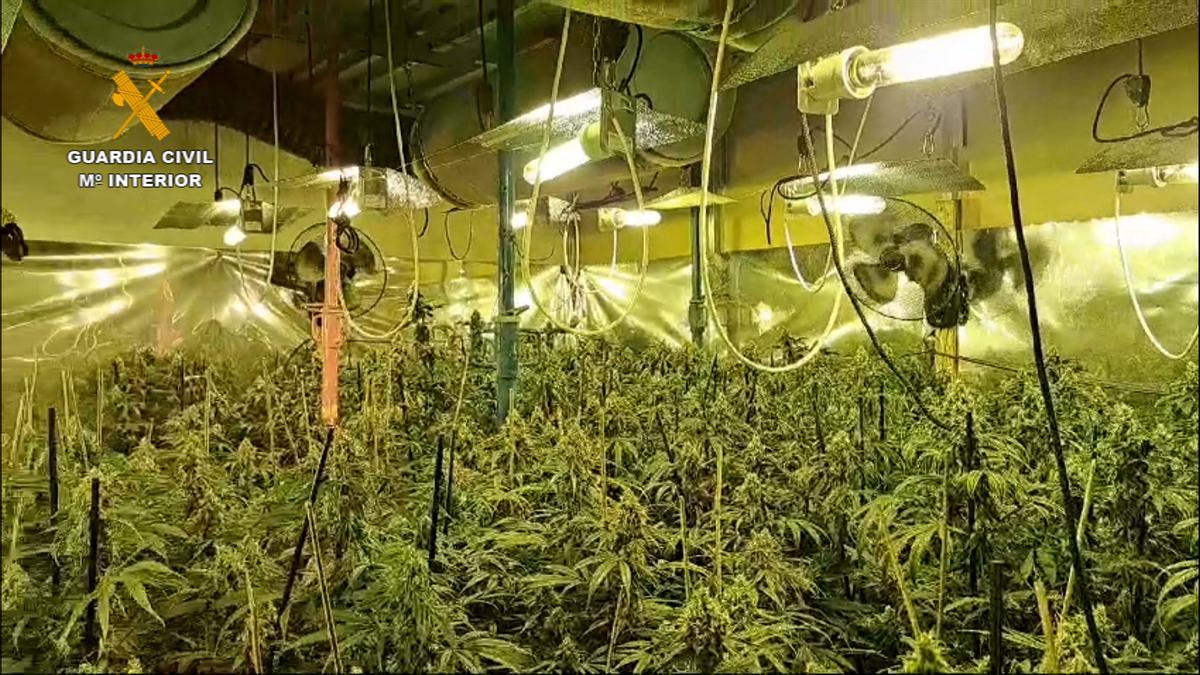 Imagen de la marihuana encontrada