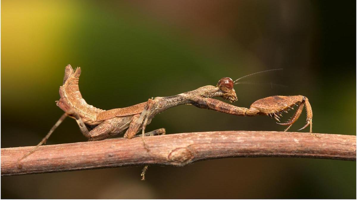 Mantis mimetizada con el entorno