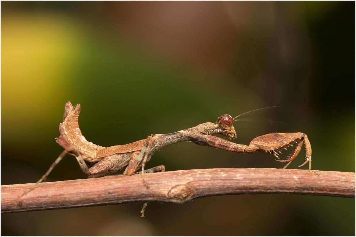 Mantis mimetizada con el entorno