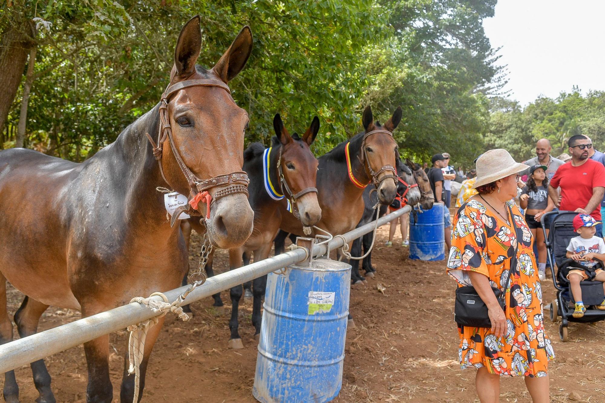 Feria de Ganado del Pino 2024 en Osorio