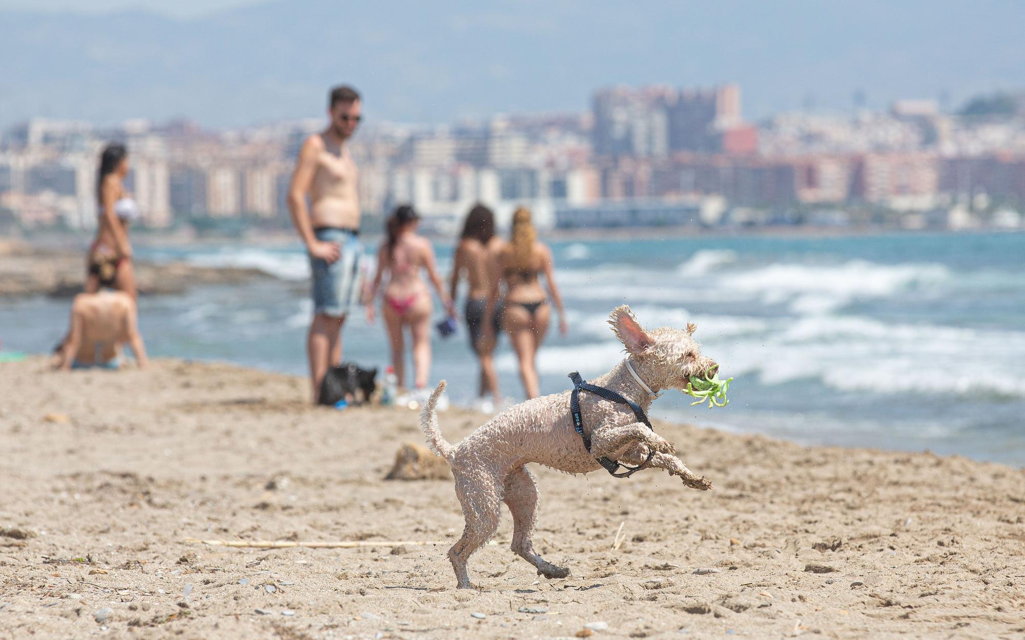 Aguamarga, una playa de perros