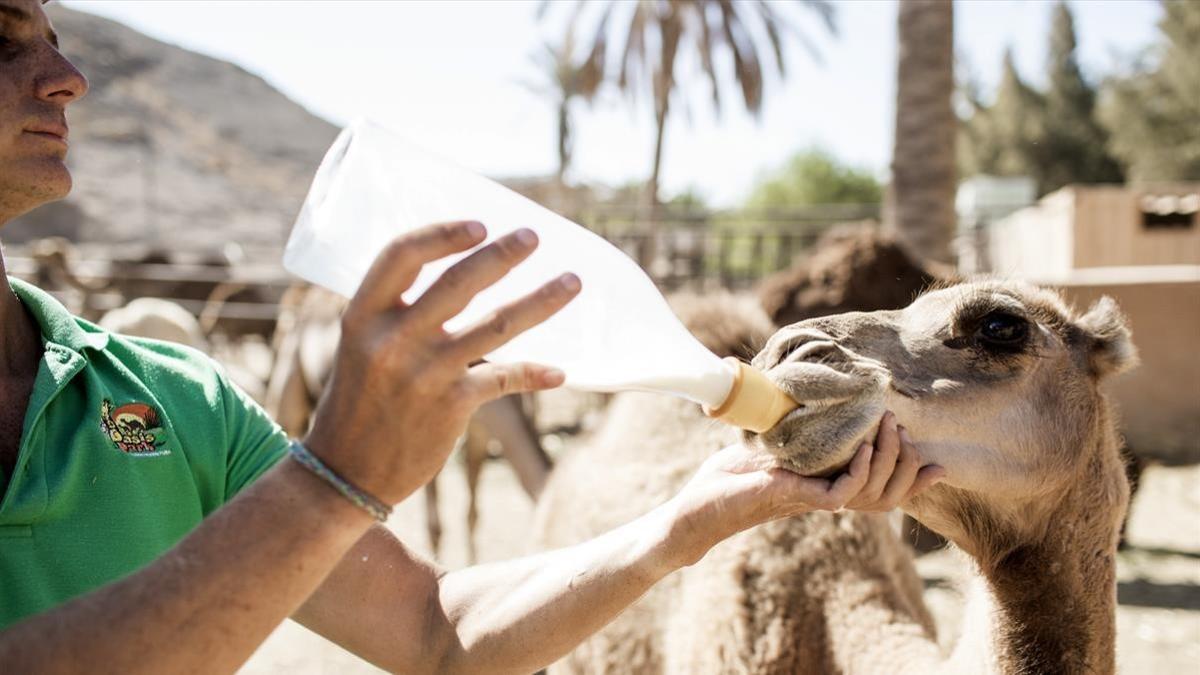Centro de cría de camellos en el Oasis Park de Fuerteventura