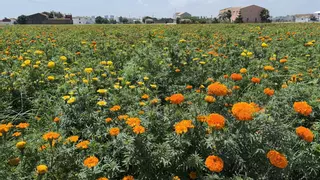El clavellón de la Batalla de Flores ya tiñe de color los campos