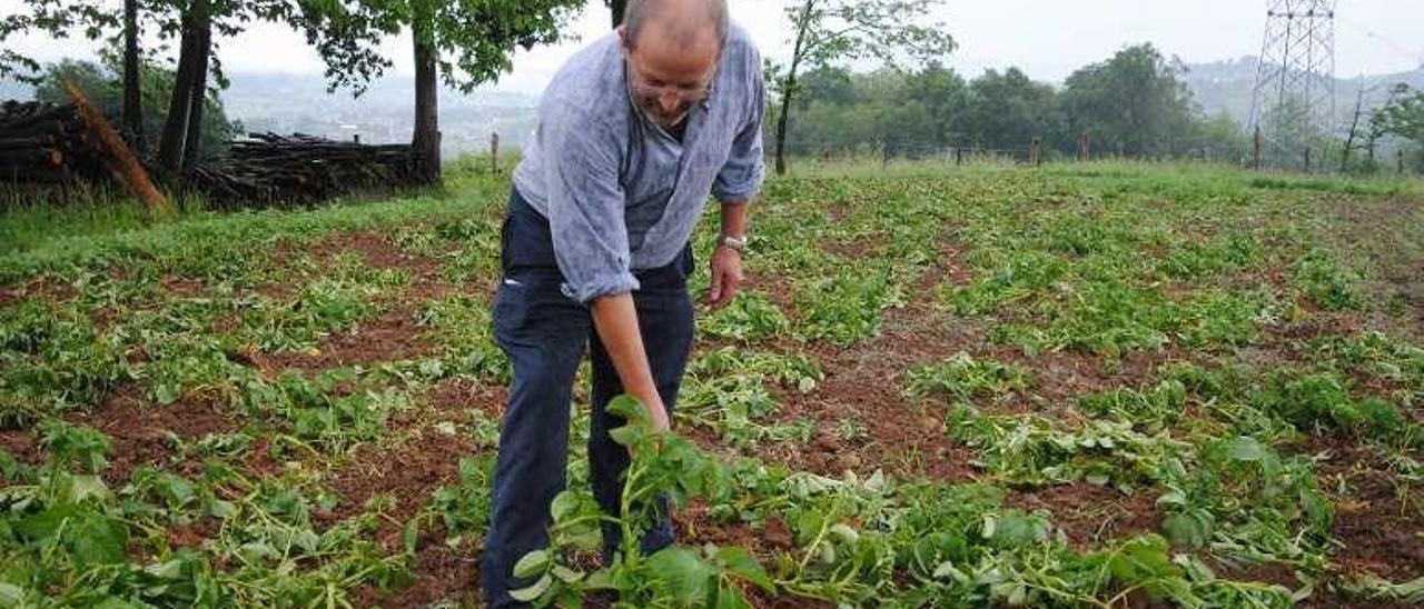 Santiago García, en la plantación dañada.