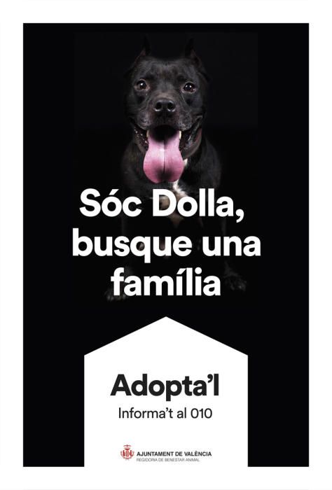 València pone cara y nombre a los perros de Benimàmet que buscan familia de adopción