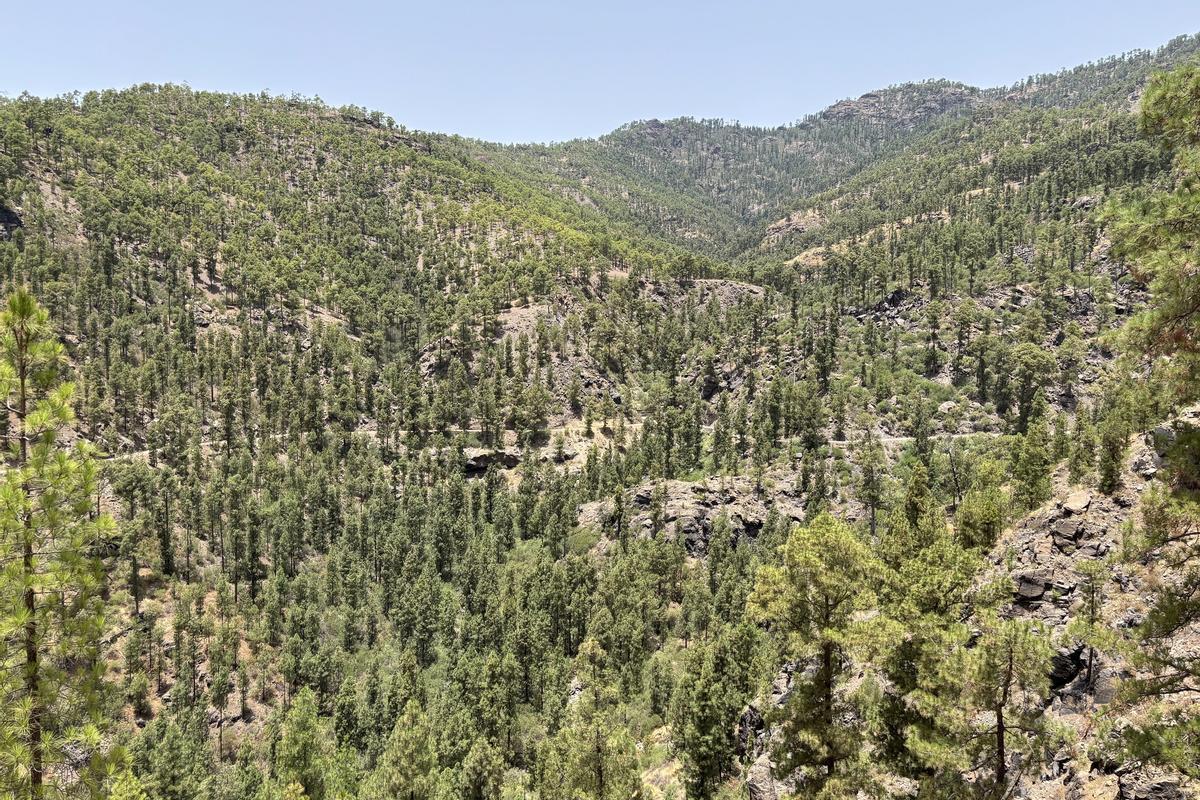Pista forestal Presa de las Niñas.