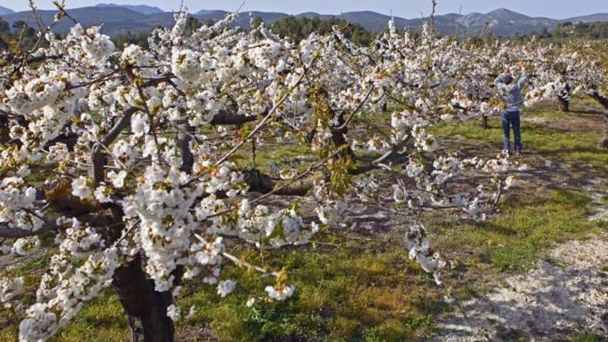 Espectacular estampa de un campo de cerezos en la Vall d'Alcalà, una de las zonas en que la floración es más tardía.