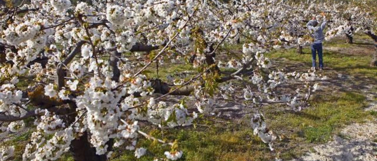 Espectacular estampa de un campo de cerezos en la Vall d&#039;Alcalà, una de las zonas en que la floración es más tardía.