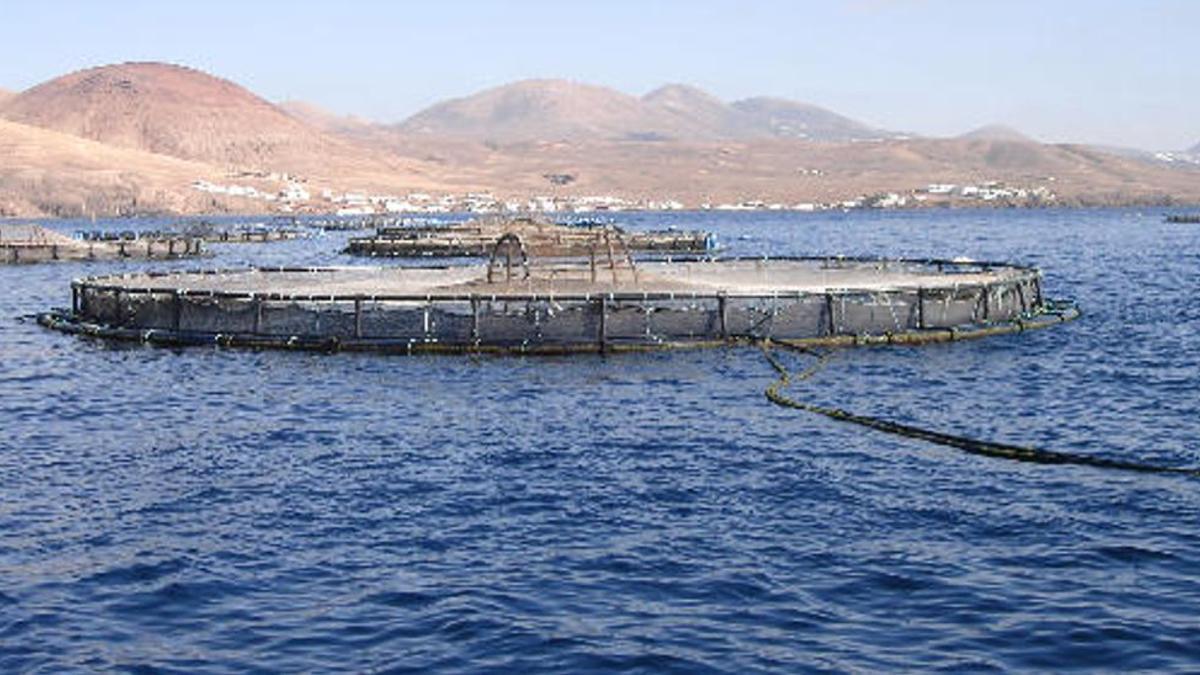 Jaulas marinas de acuicultura en Playa Quemada en una foto de archivo