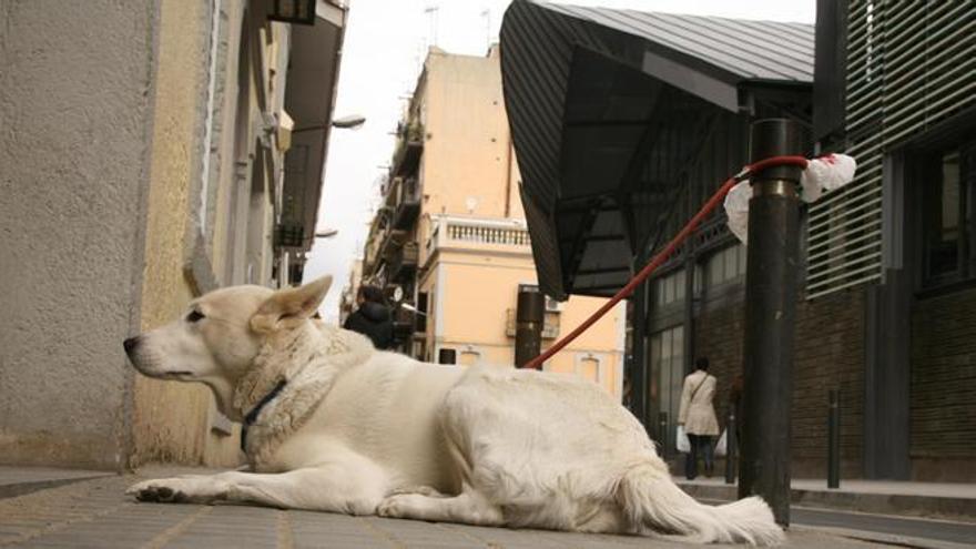 Fins a 10.000 euros de multa per deixar lligat un gos davant un supermercat