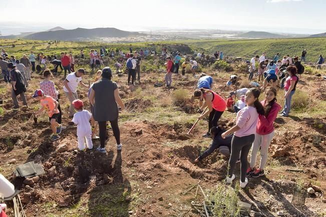 Celebración insular del día del árbol, en la ...