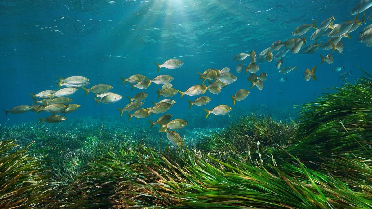 Peces nadando sobre posidonia