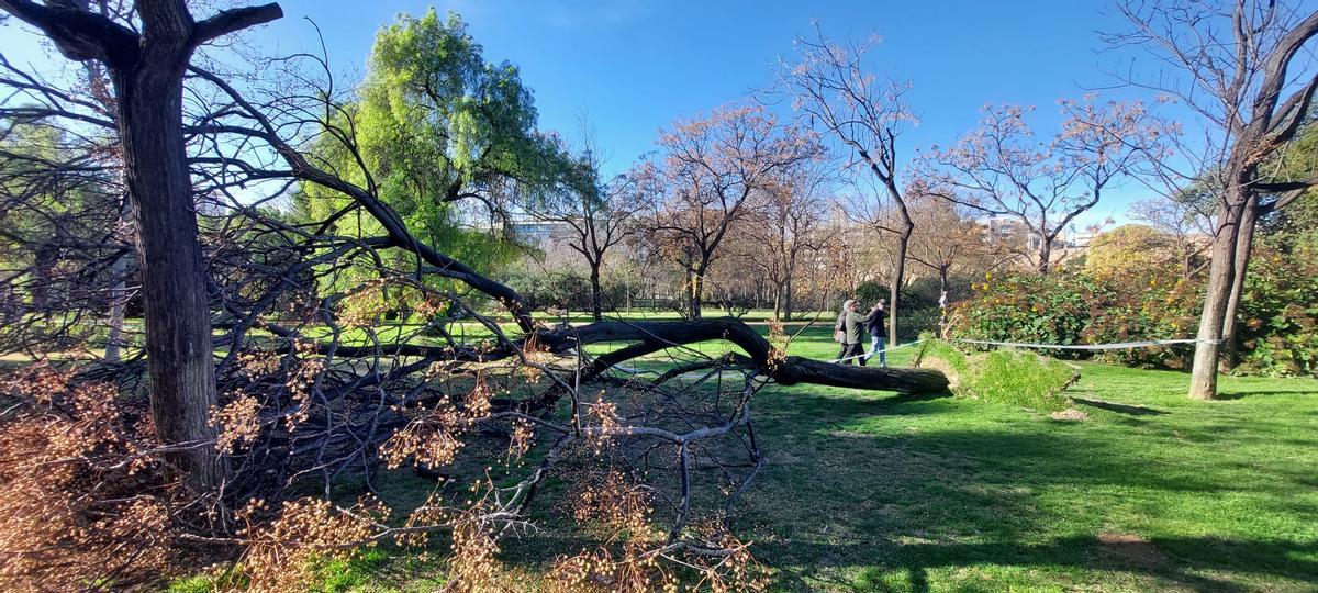 El Jardín del Turia, una zona de guerra tras el paso de la borrasca Leonardo