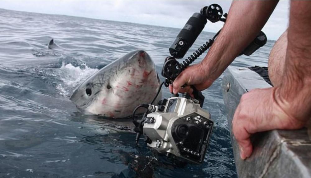 El tiburón blanco, más cerca que nunca