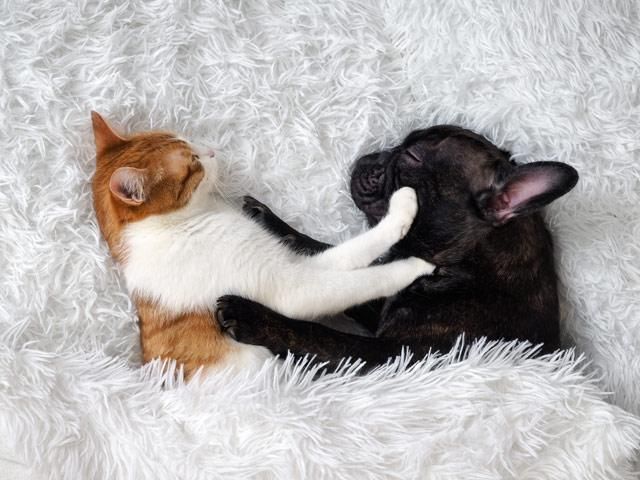 Gatos y perros