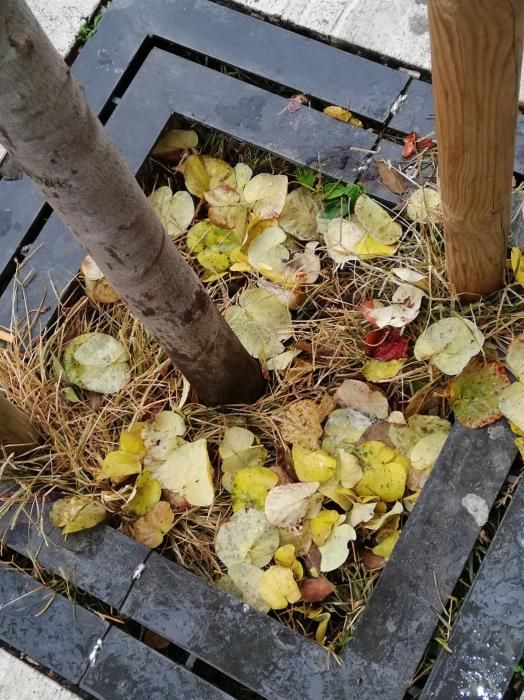 Milers de fulles cobreixen els carrers de Manresa