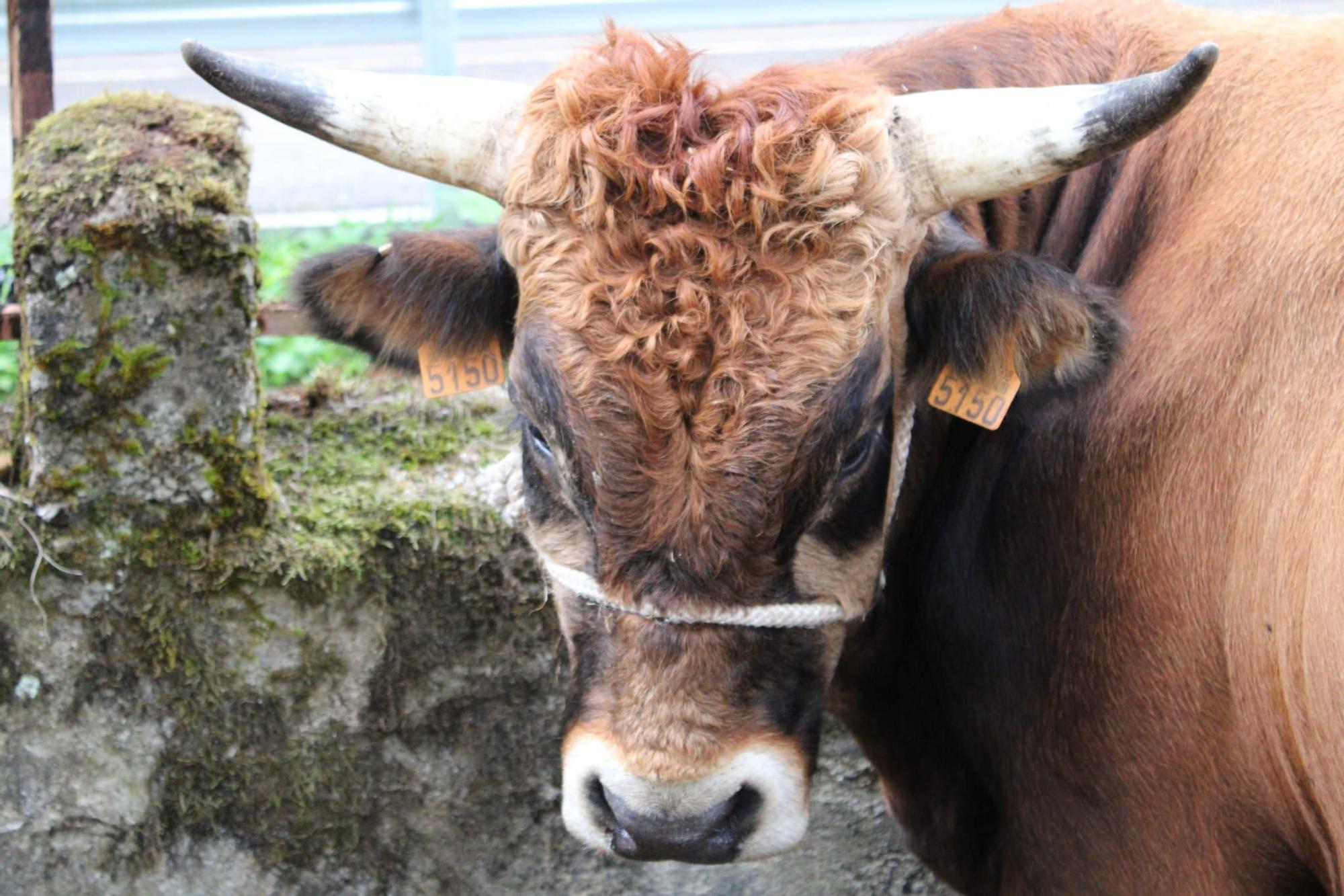 La feria de ganado de Sobrescobio vuelve con 536 animales tras dos años de parón por la pandemia