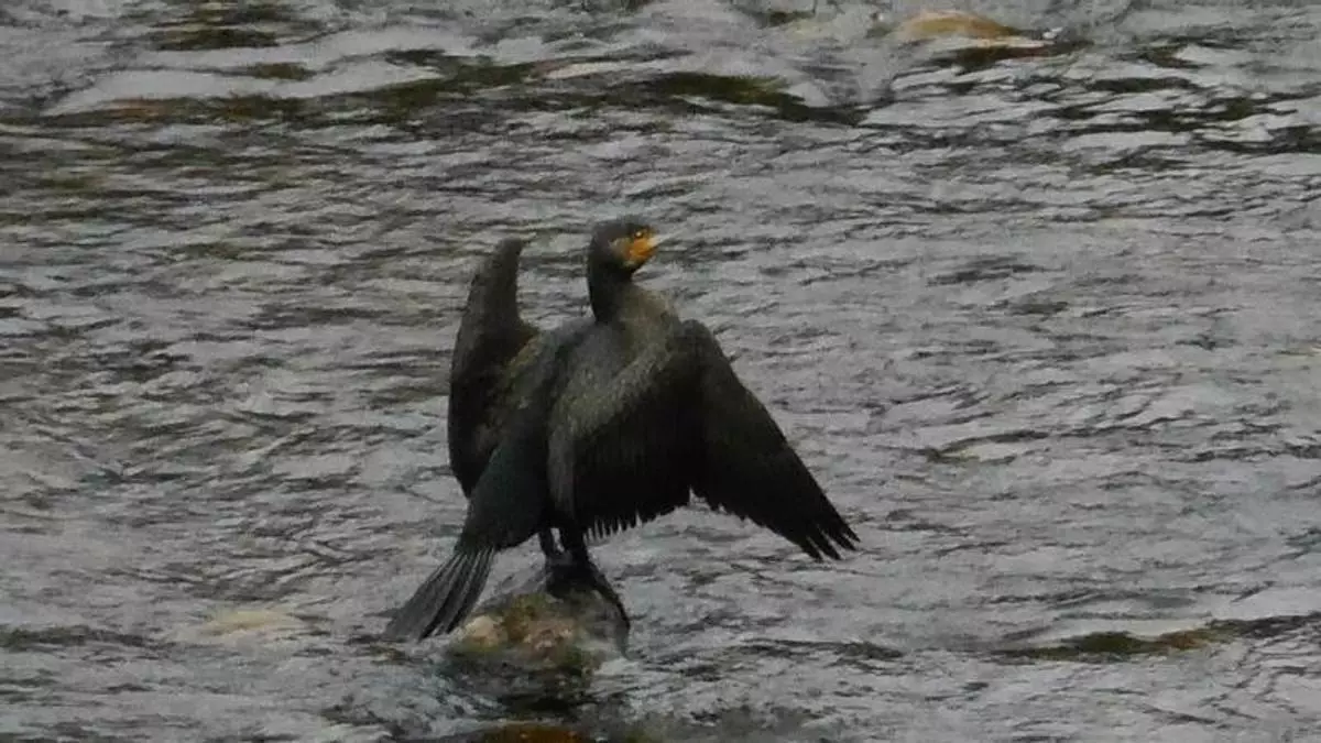 Críticas por una nueva autorización para eliminar cormoranes