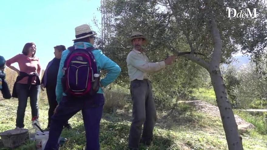 Taller de injertos de acebuches en Ses Quarterades