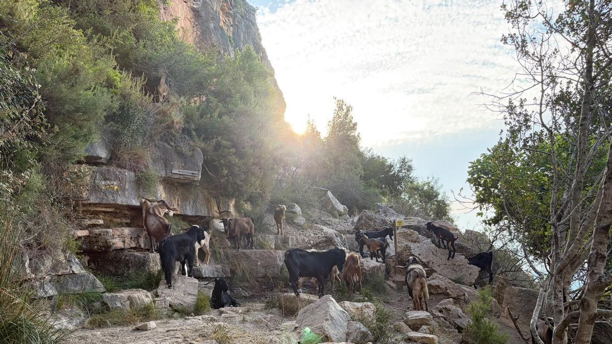 El grupo de cabras en Les Fontetes de Cantus.