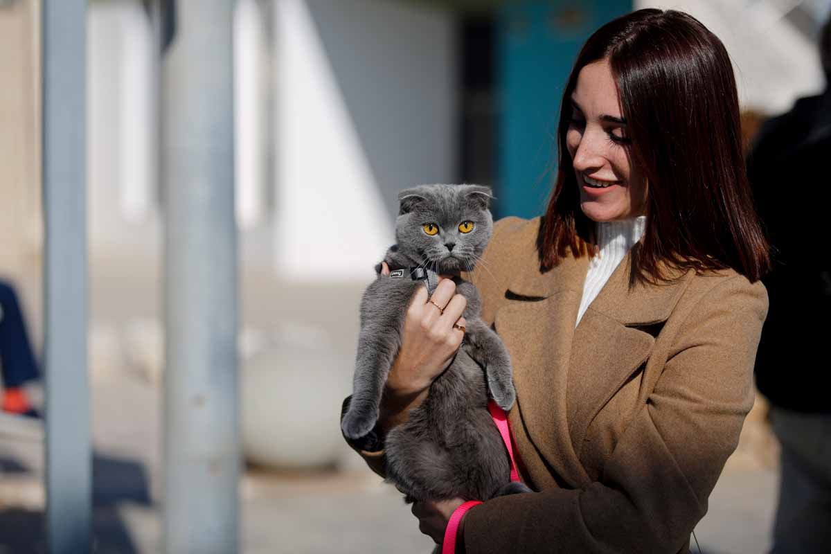 Bendición de animales en Sant Antoni