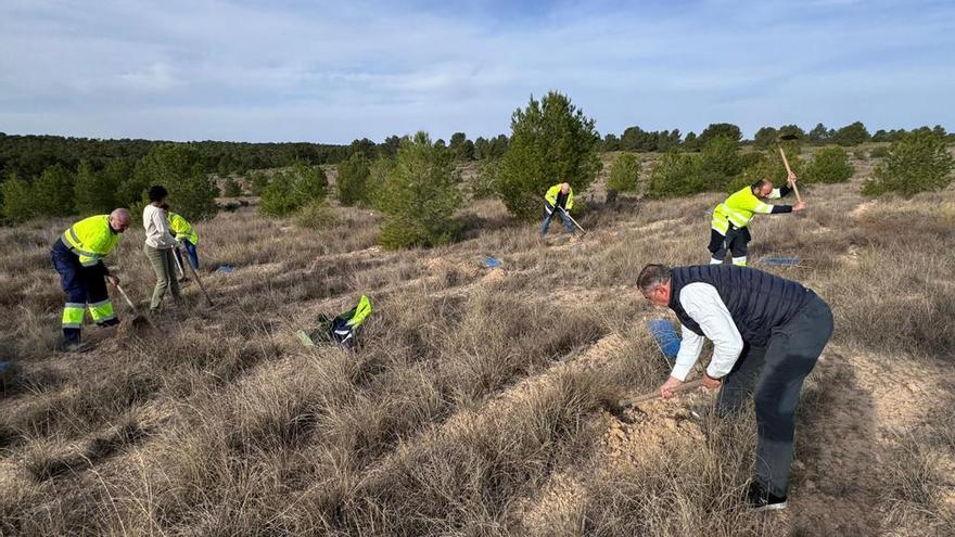 El bosque de Aguas de Lorca suma medio millar de ejemplares