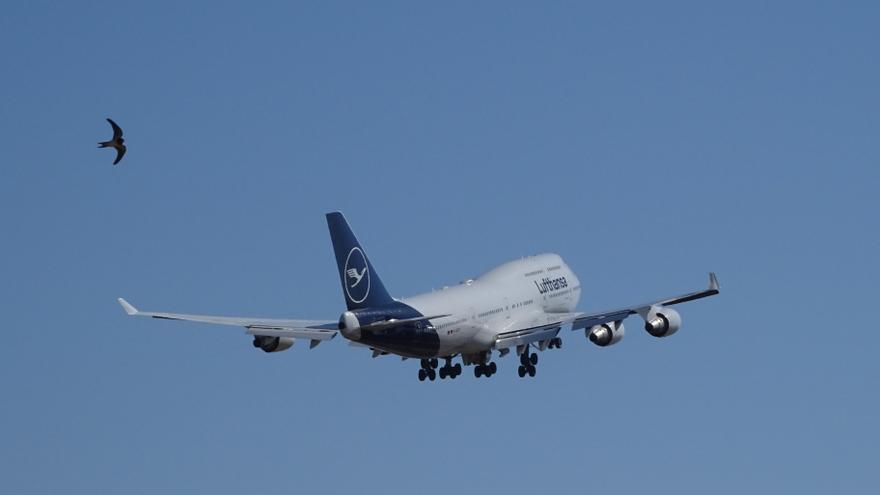 Im Video: Jumbo-Jet der Lufthansa startet auf Mallorca - und fliegt einem Falken davon