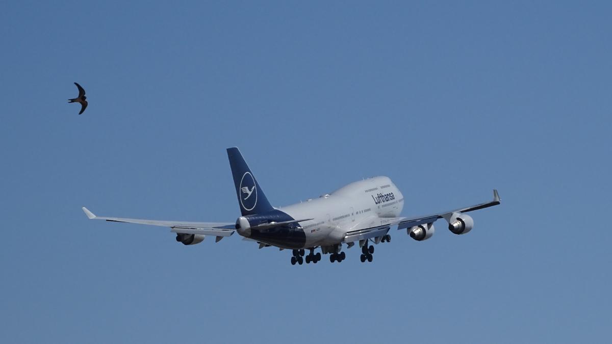 Ein Jumbo Jet der Lufthansa startet am 17. Juni 2023 am Flughafen Mallorca in Richtung Frankfurt.