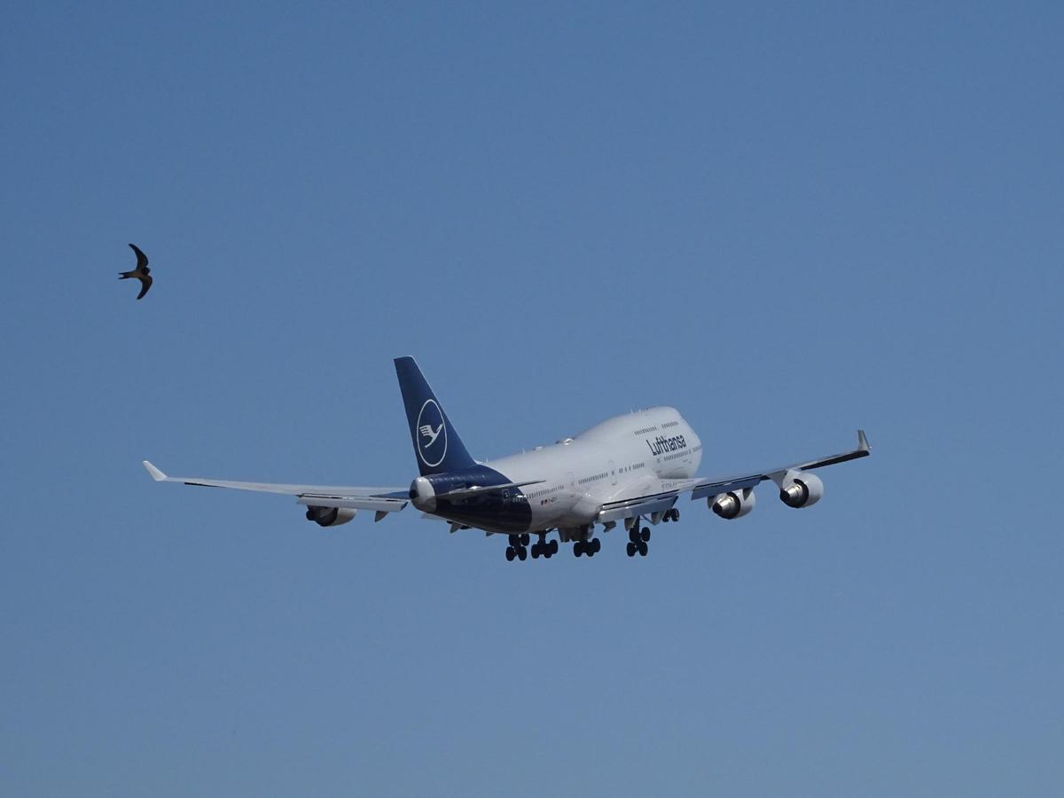 Ein Jumbo Jet der Lufthansa startet am Flughafen Mallorca in Richtung Frankfurt.