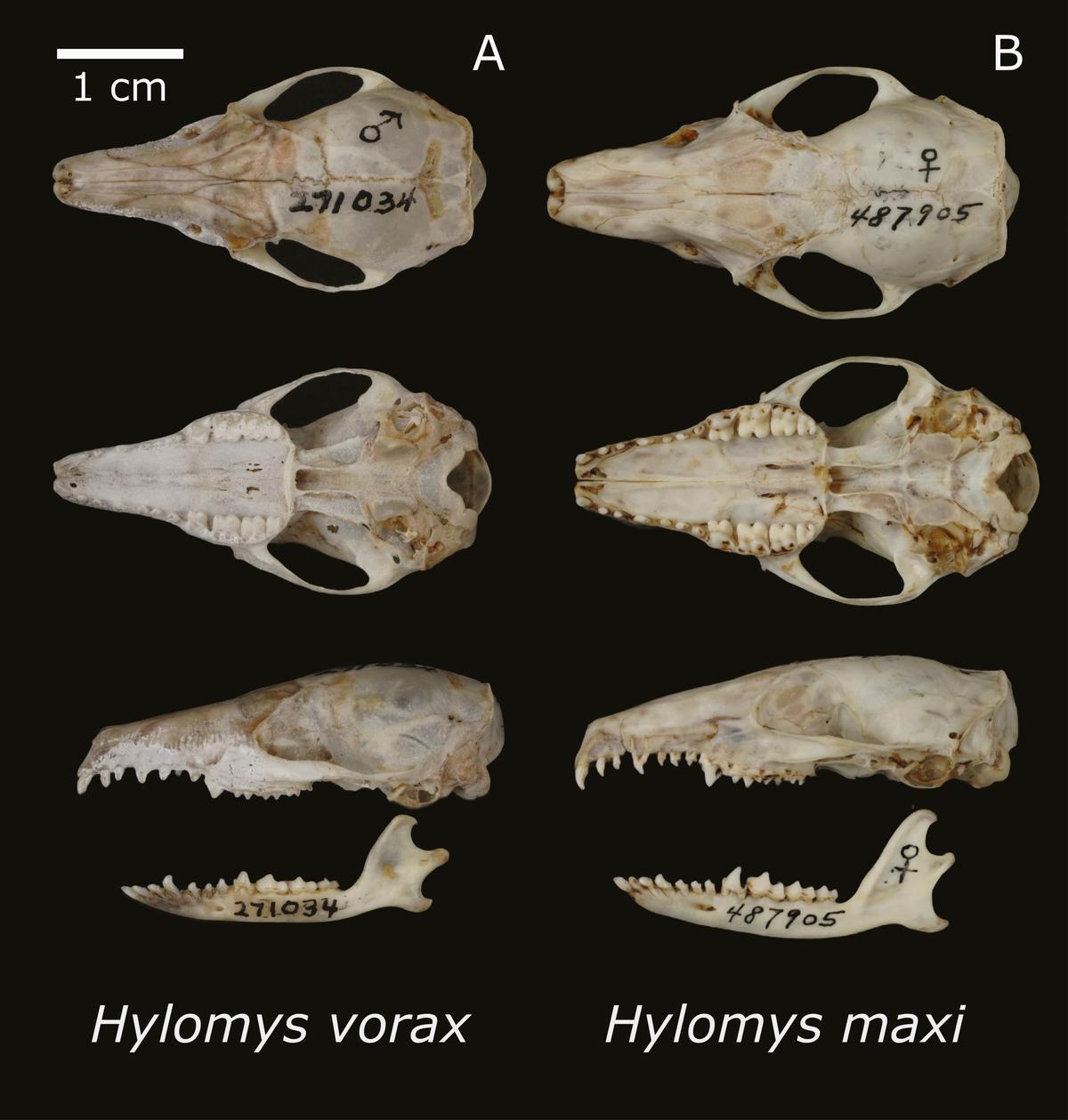 Otras dos especies del mismo género