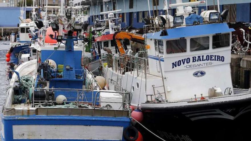 Buques de cerco amarrados en el puerto de Vigo por la falta de cuota. // Marta G. Brea