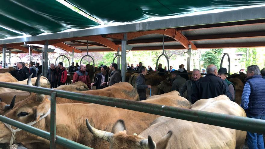 Somiedo se acerca a los mercados de ganado digitales en una cita que reunió a más de un centenar de reses