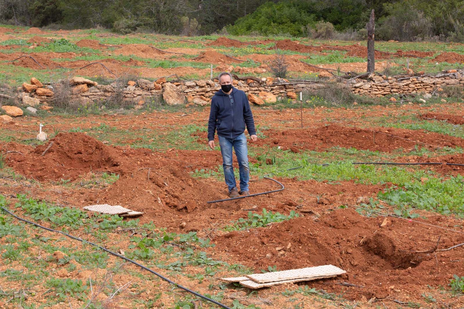 Higos en un bancal abandonado de Ibiza