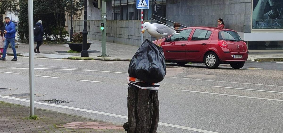 El bonetero japonés centenario convertido en un lugar para las gaviotas.  | SANTOS ÁLVAREZ
