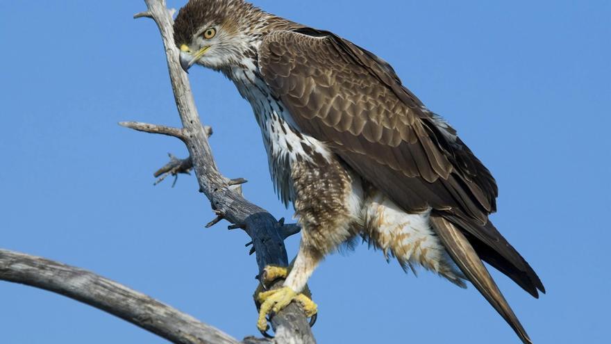 Montejaque celebra este fin de semana un festival dedicado a las aves