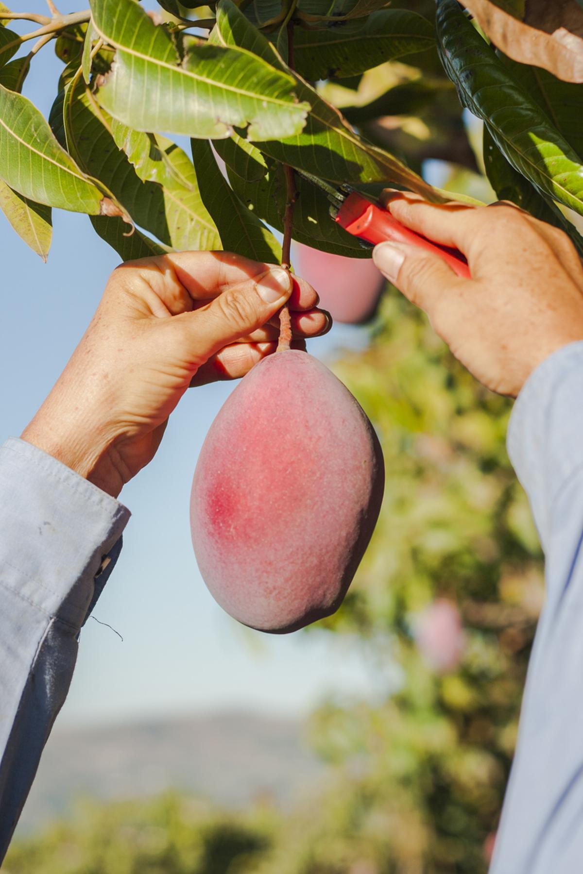 El mango es una de las frutas tropicales más preciadas