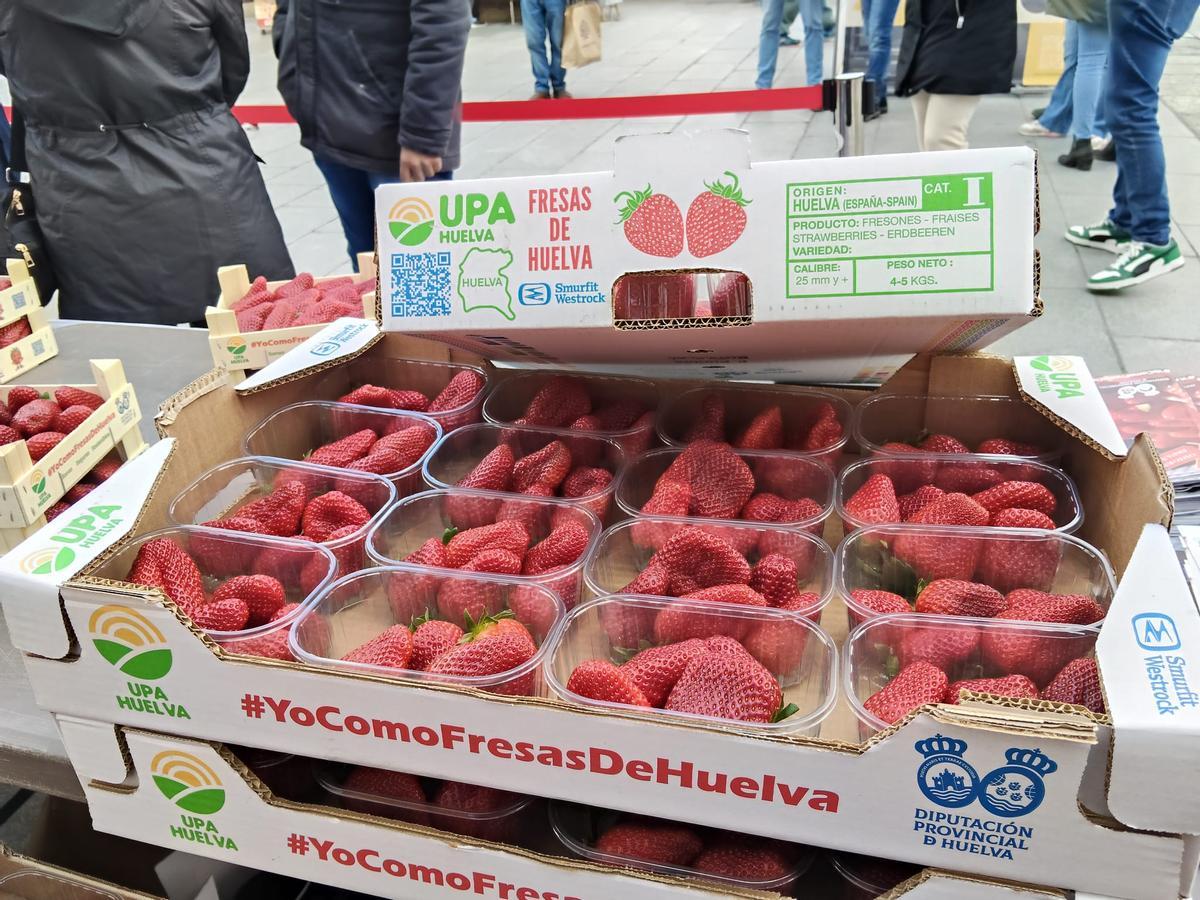 Galería | Reparto de fresas en la Plaza de España de Mérida, un acto de UPA-UCE