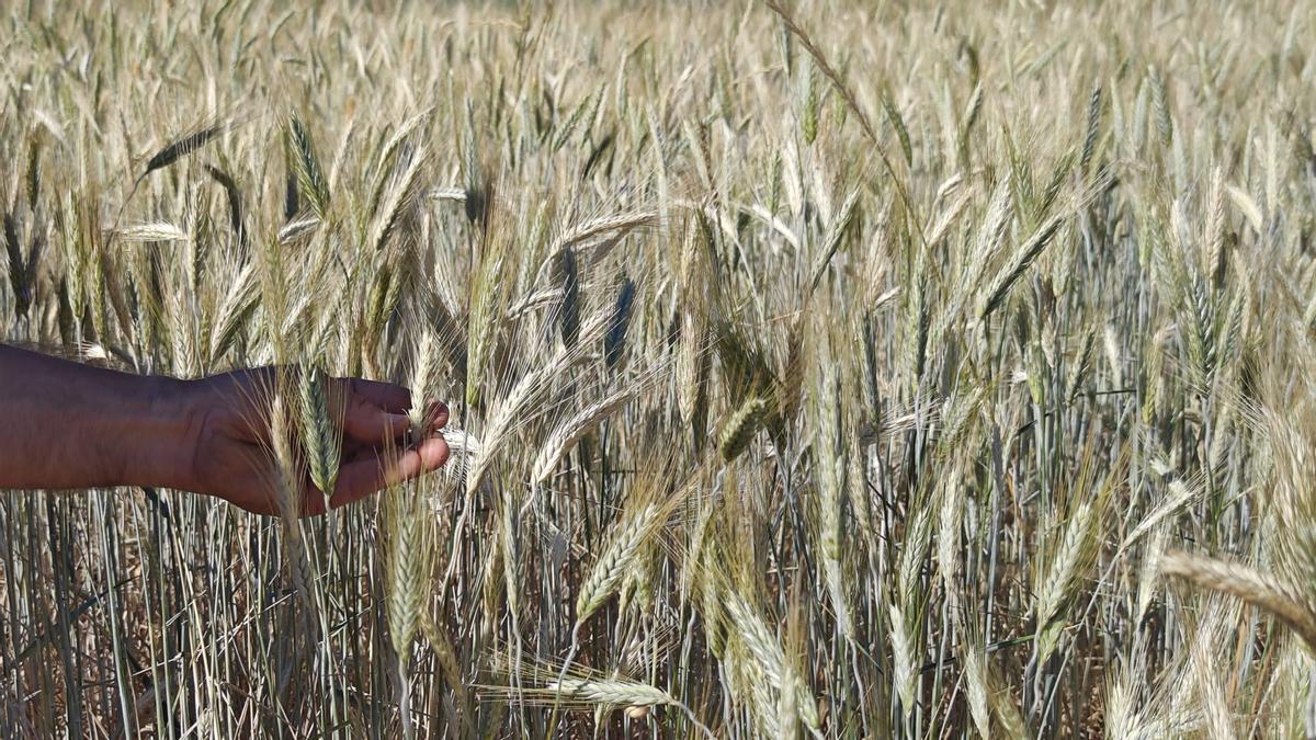 FOTOS | El campo experimental de cereales y forrajes en Maria, en imágenes