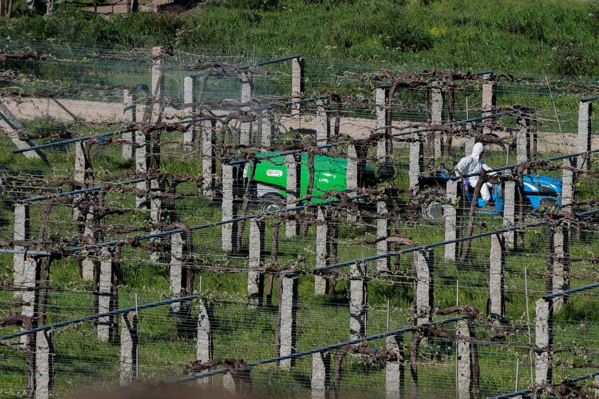 Aplicación de tratamientos fitosanitarios en el viñedo, esta mañana.